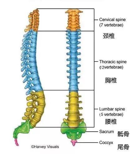 6个脊柱保养动作，改善腰背僵硬，越练身体越好