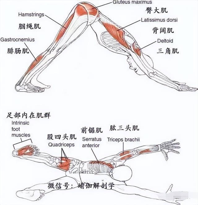 瑜伽下犬式做不好？解剖学来帮你深度解析下犬式