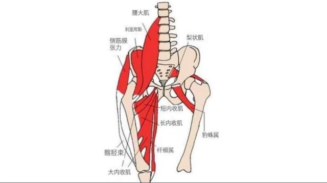 7个拉伸大腿内侧的经典体式，美化腿型，灵活髋关节