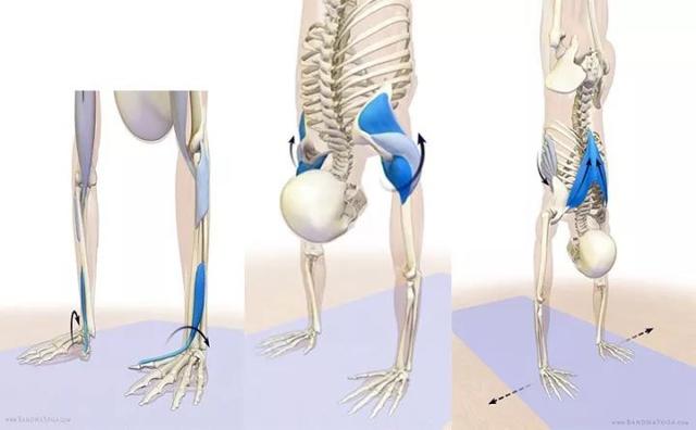 练瑜伽手倒立，这5个肌群的热身很重要，尤其要注意了