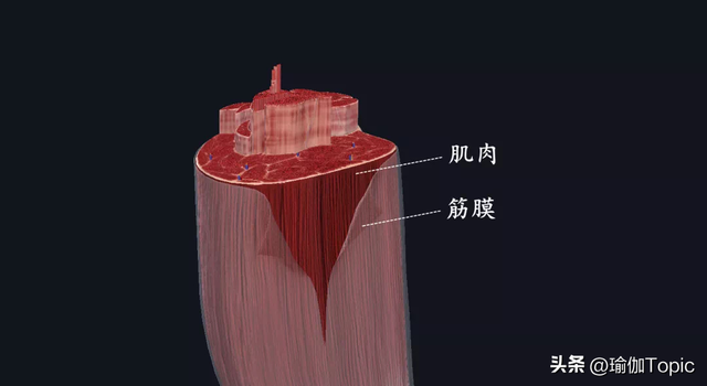 拉伸为什么不是在拉韧带？(附10个拉筋动作)