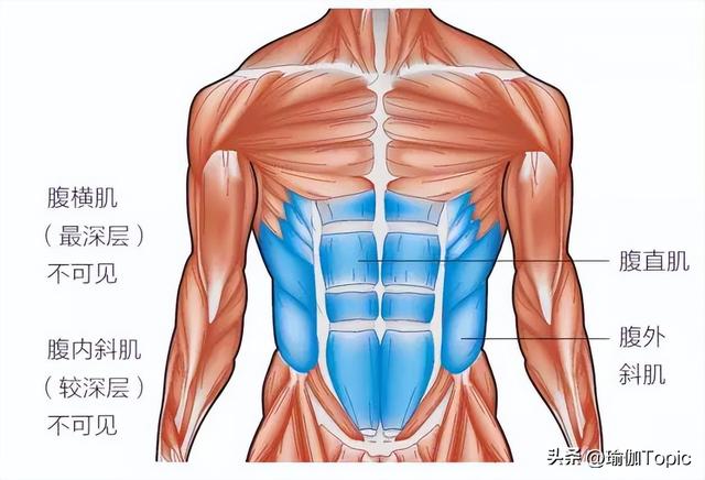 肚子总是瘦不下去？了解这些腹部结构很有必要！