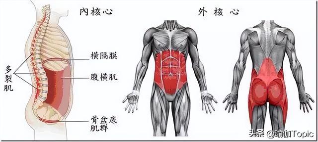 肚子总是瘦不下去？了解这些腹部结构很有必要！