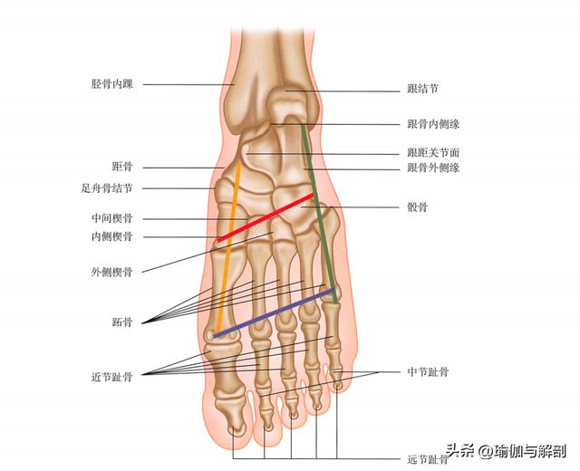 扁平足跟足弓有什么关系？看完你就懂了！