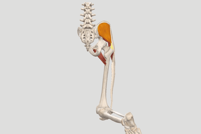 髋关节高清解剖动图，了解髋关节6个运动形式！