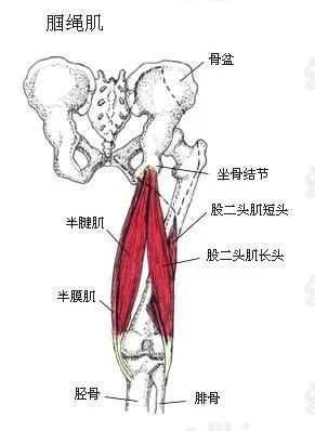 瑜伽练习中前屈的卡点在哪儿？