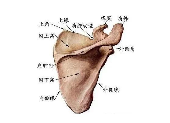 一个让你很快找到肩胛内收感觉的简单瑜伽体式