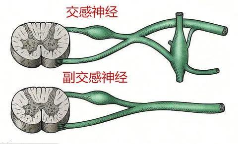 练瑜伽只关注骨骼和肌肉？你所不知道的瑜伽冷知识在这里