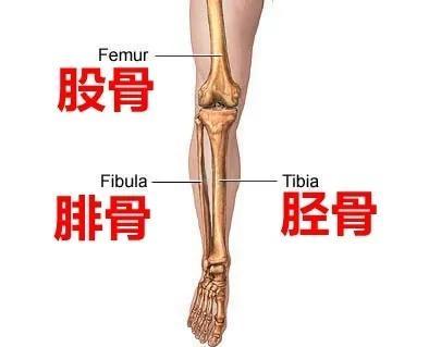 练瑜伽：站立体式中最重要的，膝关节不要超伸怎么做？