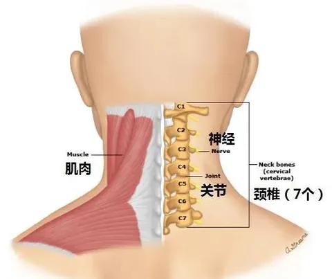 瑜伽干货分享：为什么当你来到肩倒立总是弓背？