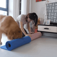狗狗届的杠把子：每天陪主人练瑜伽，会的动作还真不少！