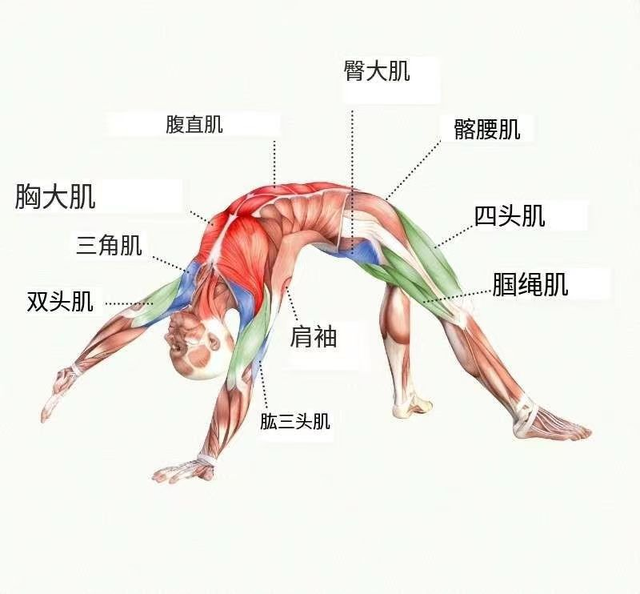 瑜伽狂野式，让你从手臂瘦到脚趾！