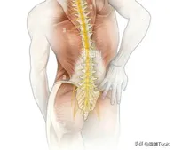 一样是腰痛？如何辨别“腰肌劳损”or“腰突”？
